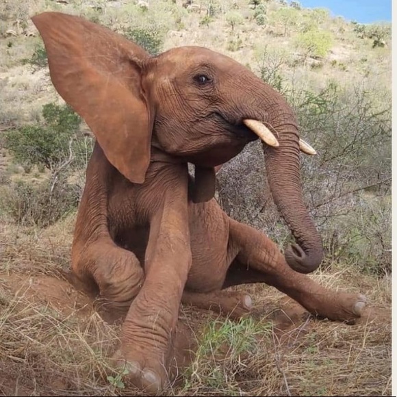 ♥️🐘A Portion Of my Sales Support Orphan Elephants - Picture 8 of 10